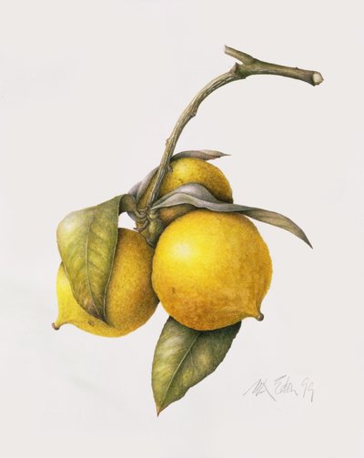 Citrus Bergamot, 1999 von Margaret Ann Eden